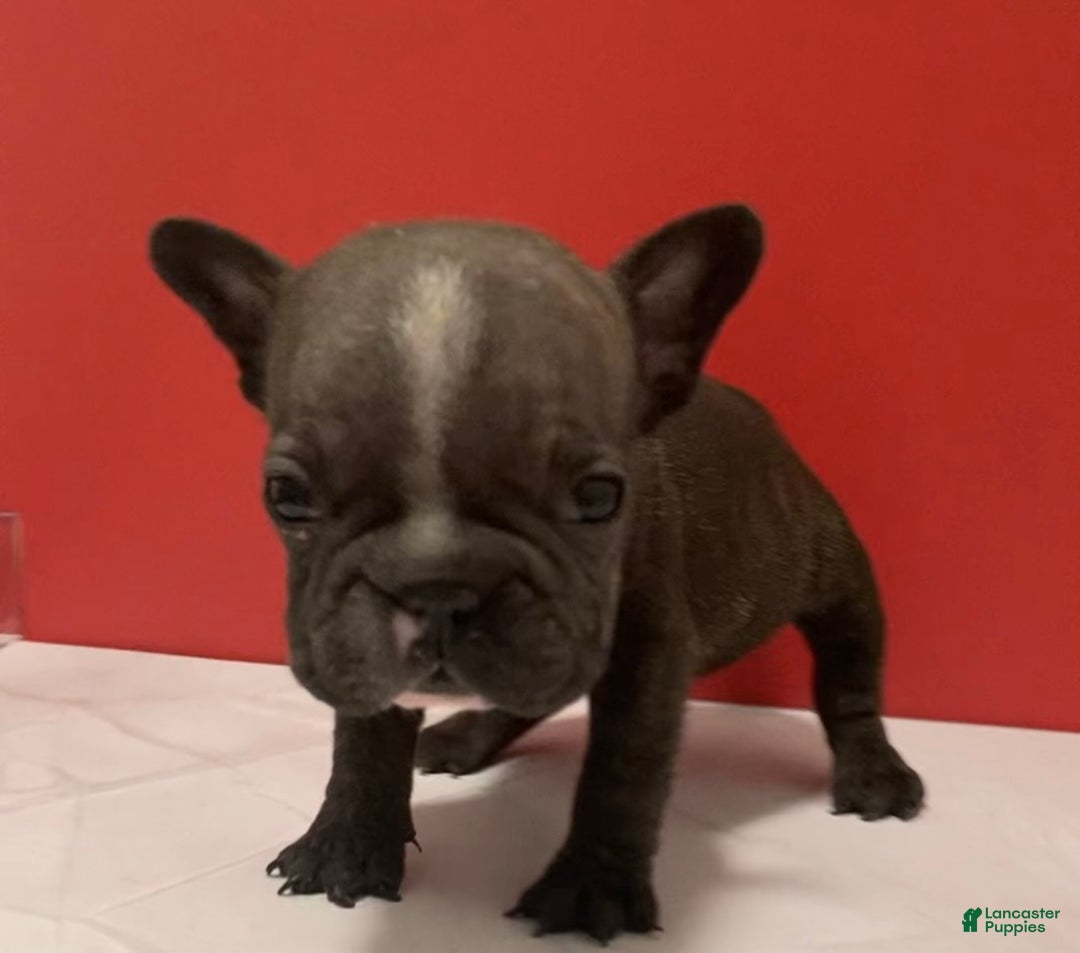 French Bulldog dogs for sale: Jewels - Ad 4