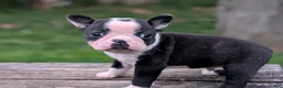Boston Terrier dogs for sale: Peanut - Ad 3