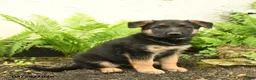 German Shepherd dogs for sale: Gretta - Ad 2