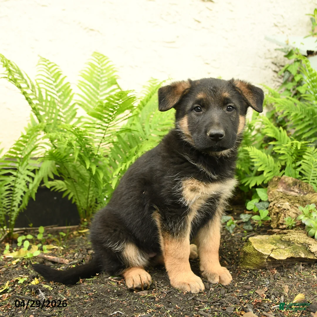 German Shepherd dogs for sale: Gretta - Ad 2