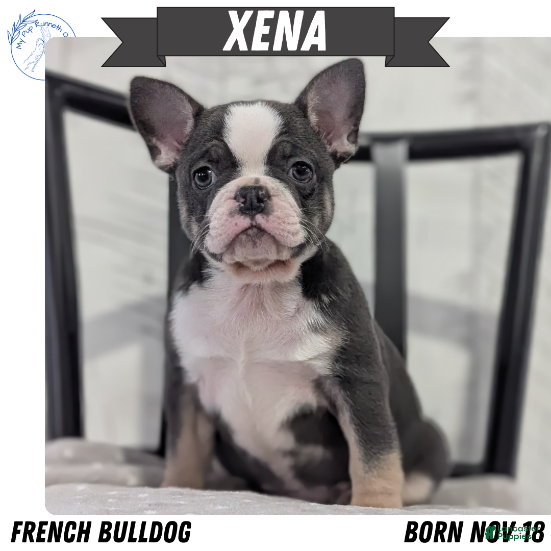 French Bulldog dogs Xena - Ad 1