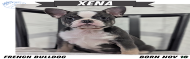 Xena