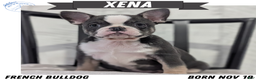 French Bulldog dogs for sale: Xena - Ad 1