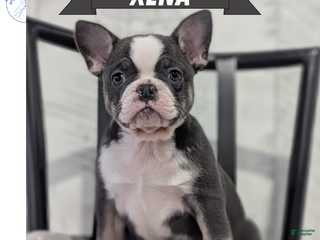 French Bulldog dogs Xena - Ad 1
