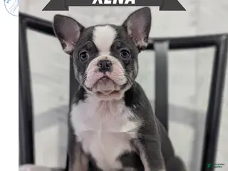 French Bulldog dogs Xena - Ad 1