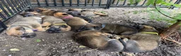 Mixed Breed dogs for sale: Mocha - Ad 3