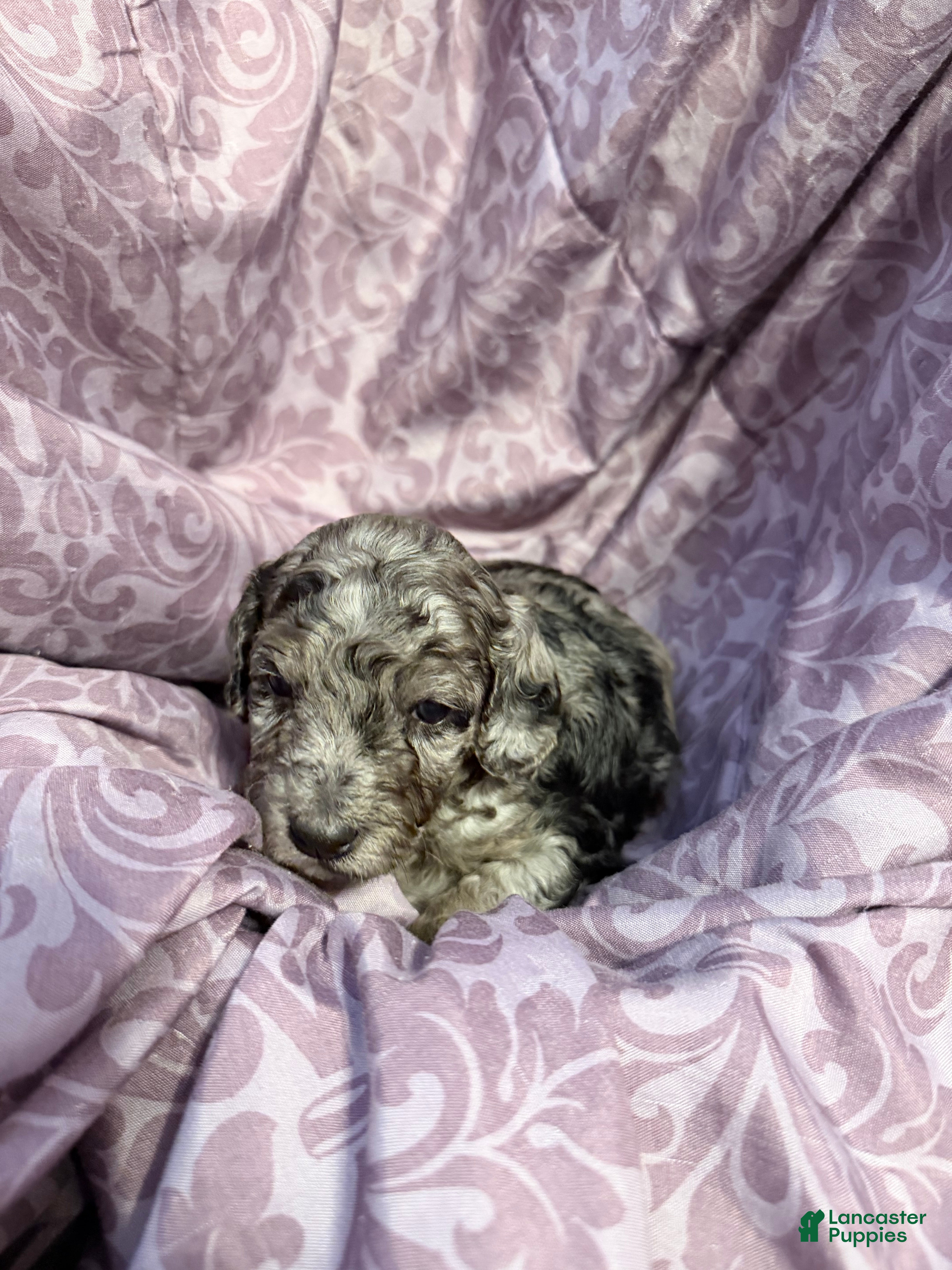 Mixed Breed dogs Cobweb - Ad 1