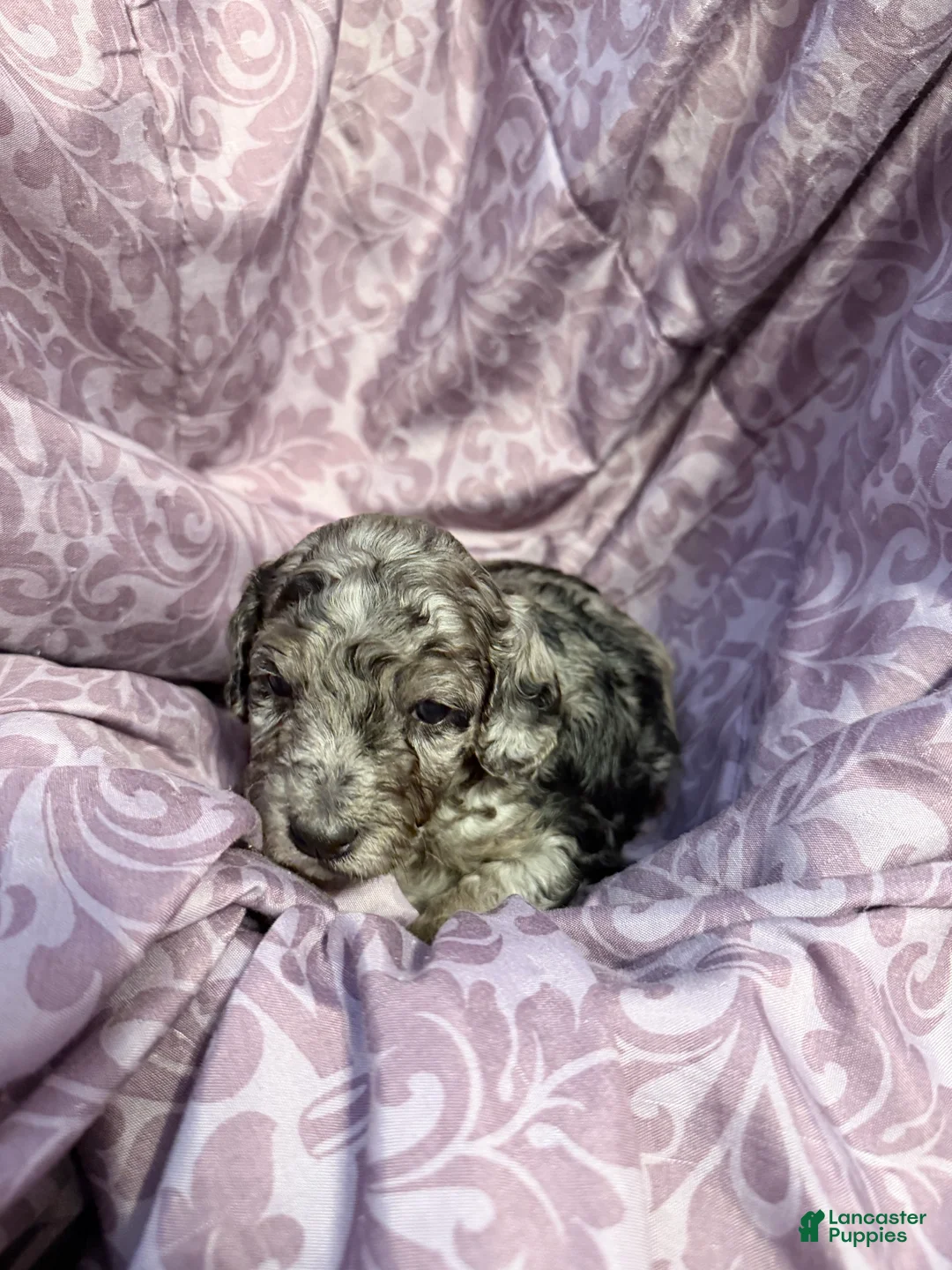 Mixed Breed dogs for sale: Cobweb - Ad 1