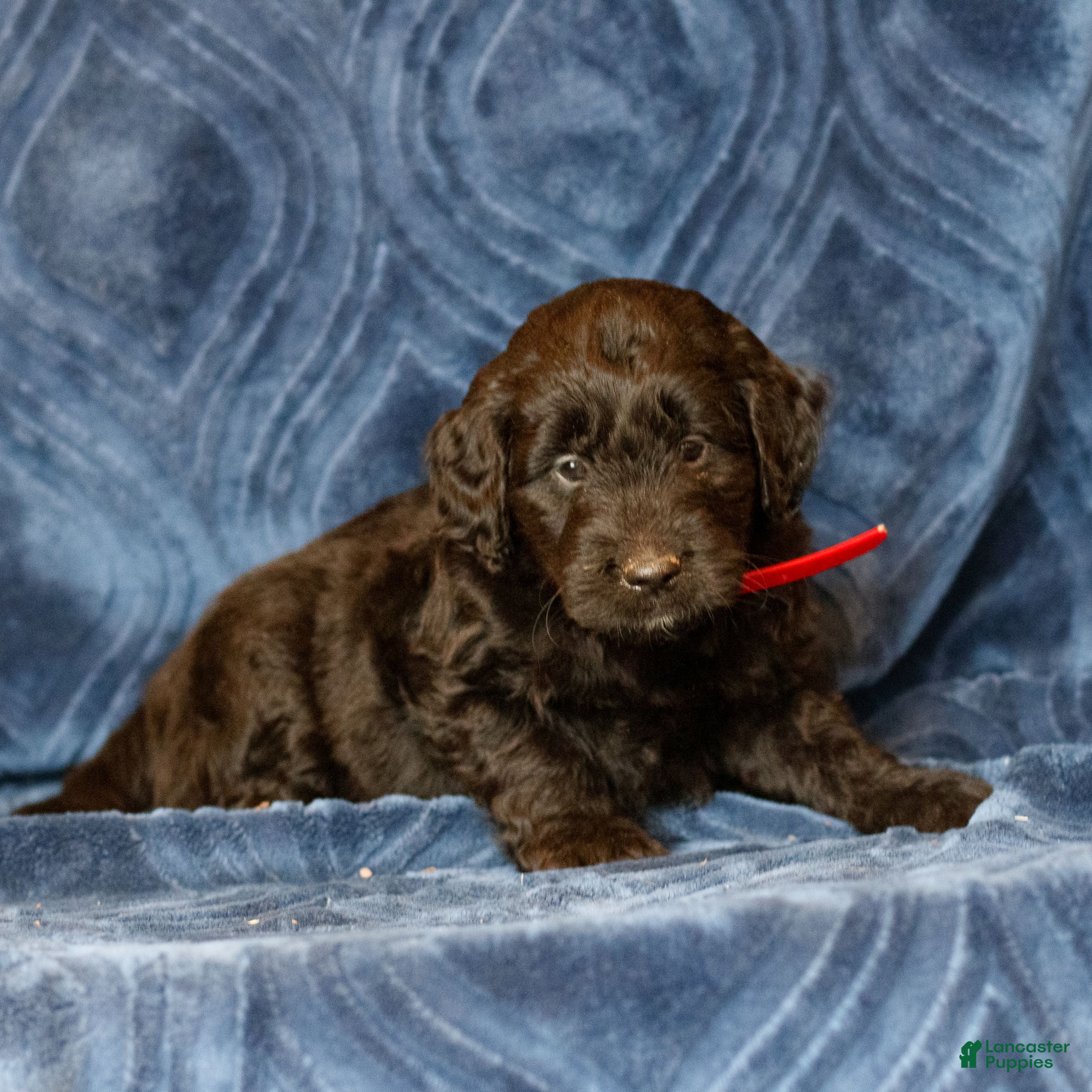 Mini Goldendoodle dogs Kennedy  - Ad 2