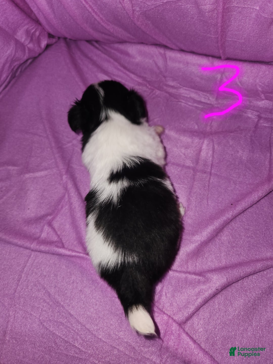 Chihuahua dogs for sale: Annies Female 3 - Ad 4