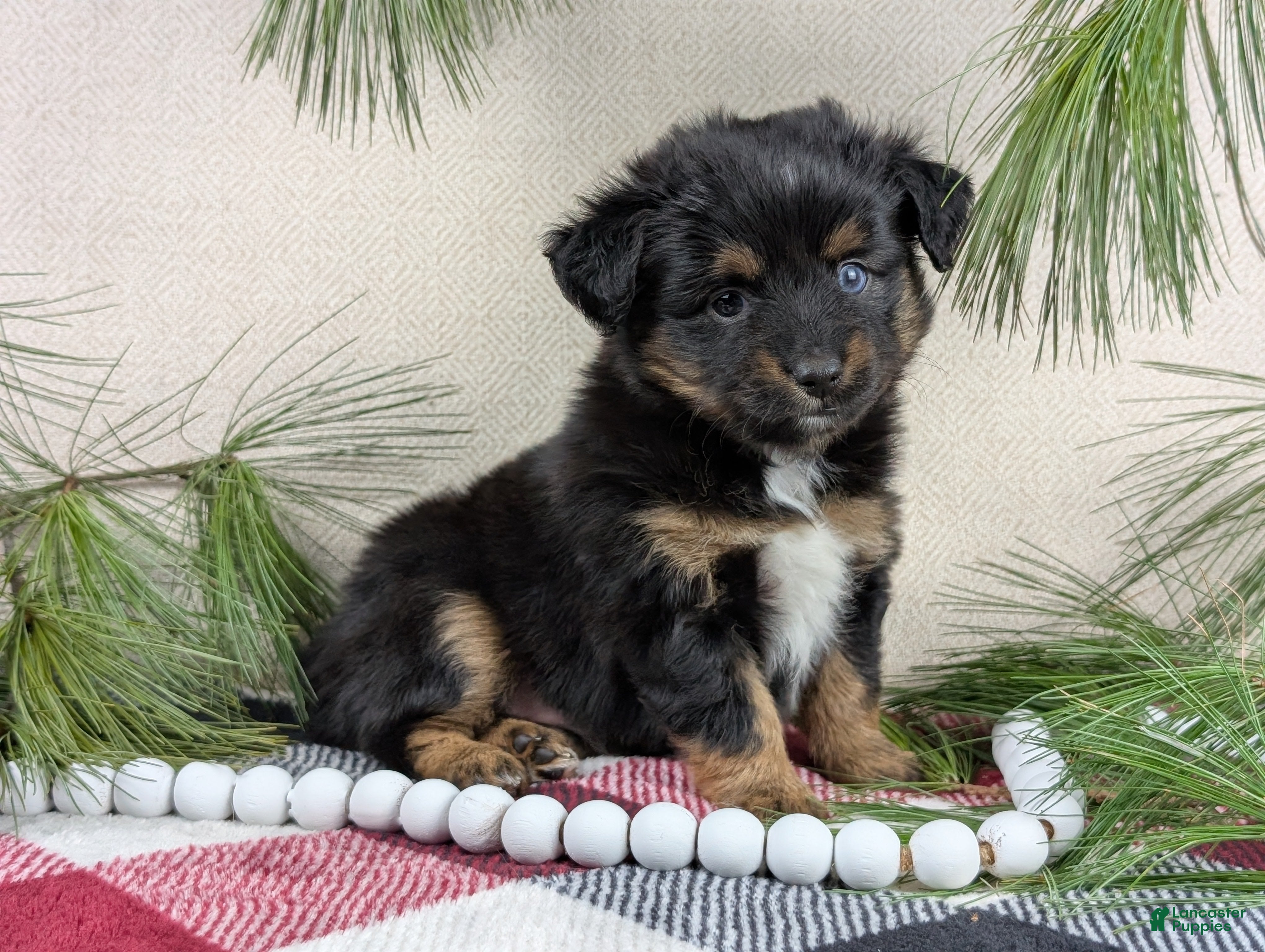 Toy Australian Shepherd dogs Brittlyn - Ad 1