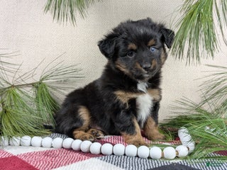 Toy Australian Shepherd dogs Brittlyn - Ad 1