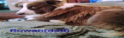 Australian Shepherd dogs for sale: Cliff - Ad 3