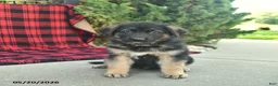 Mixed Breed dogs for sale: River  - Ad 2