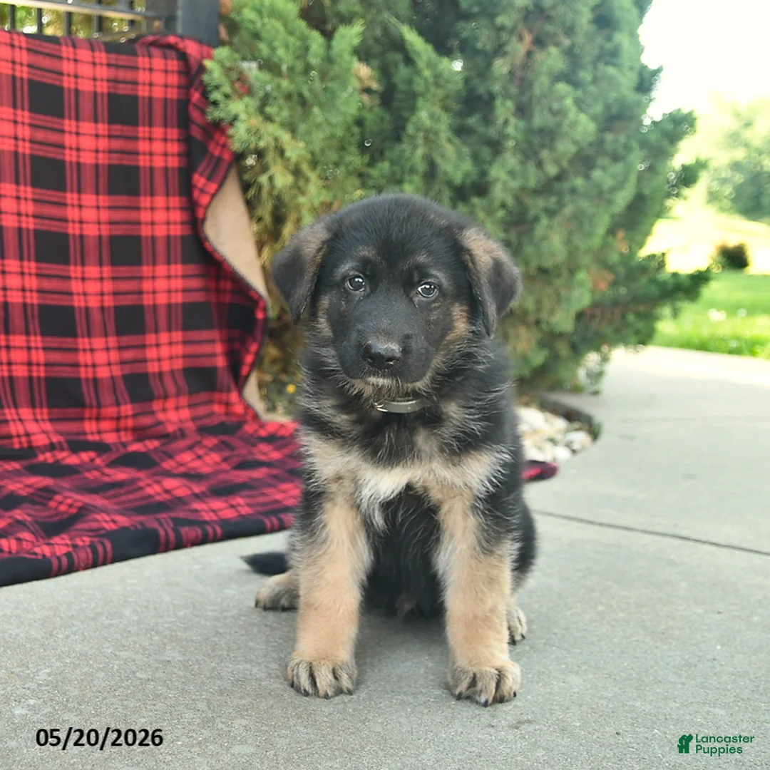 Mixed Breed dogs for sale: River  - Ad 2