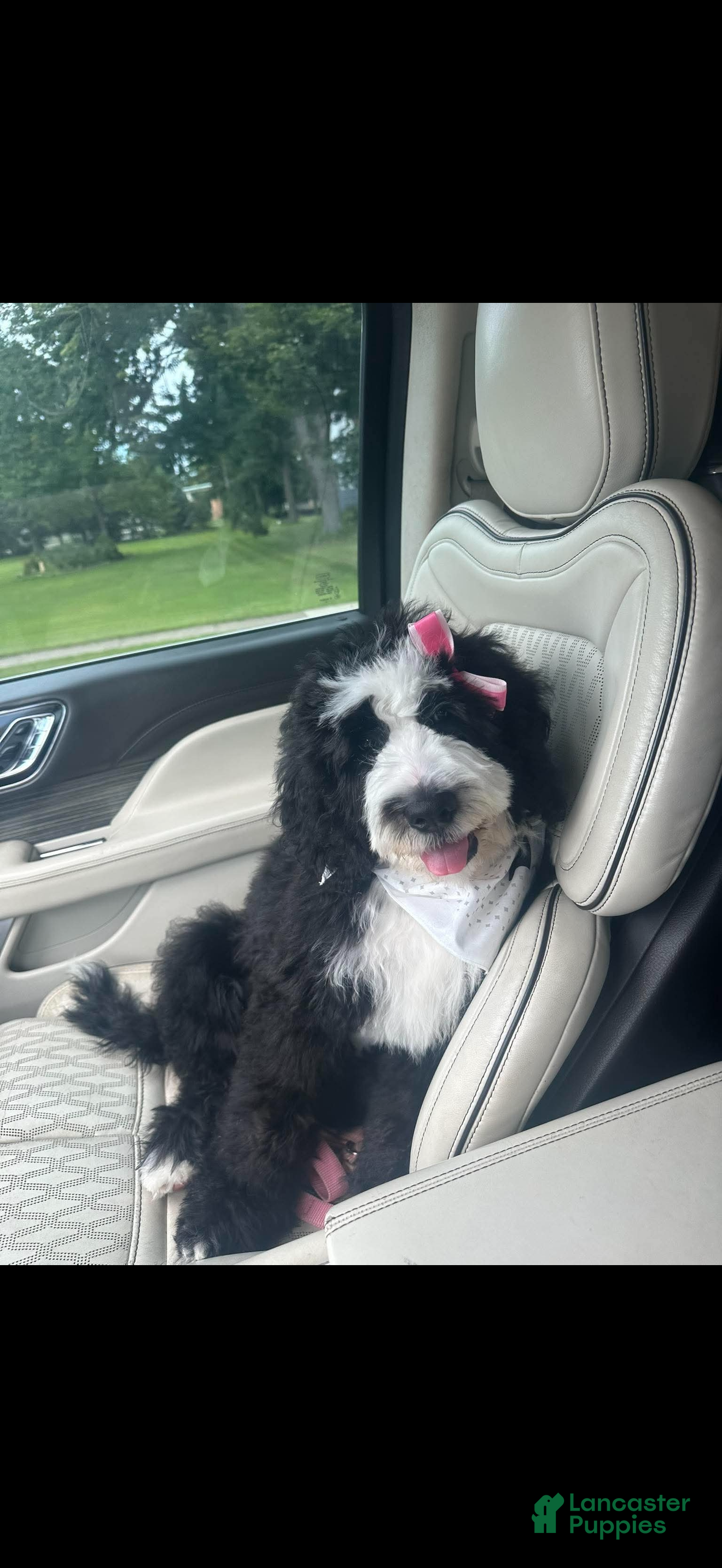 Bernedoodle dogs for sale: Previous Litter babies - Ad 5