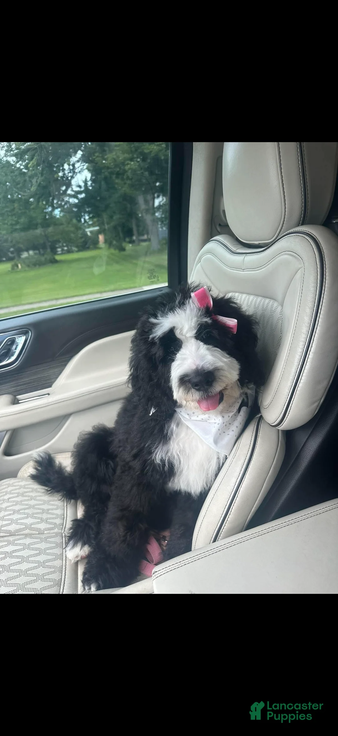 Bernedoodle dogs for sale: Previous Litter babies - Ad 1