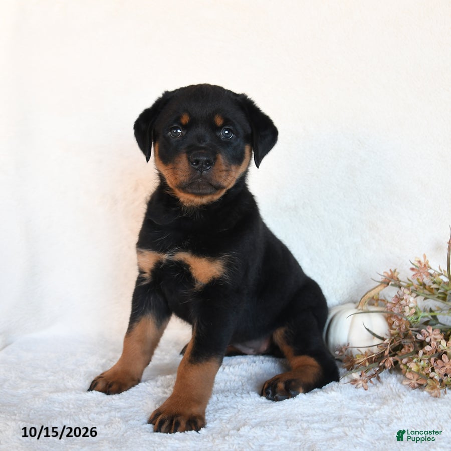 Rottweiler dogs Roxie - Ad 1