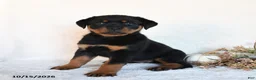 Rottweiler dogs for sale: Roxie - Ad 1