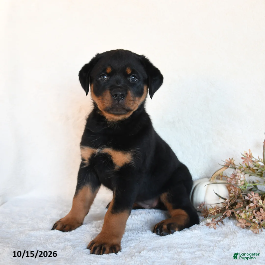 Rottweiler dogs for sale: Roxie - Ad 1