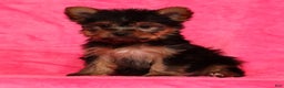 Yorkshire Terrier dogs for sale: Amelia - Ad 5