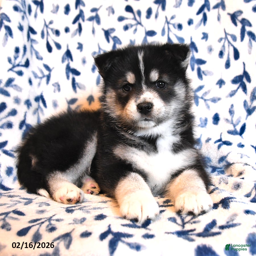 Mixed Breed dogs Dutches - Ad 2