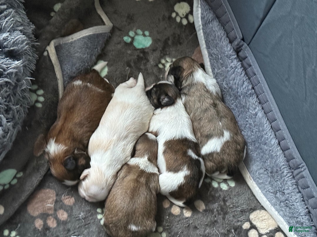 Shih Tzu dogs for sale: Shih Tzu Puppy 6 - Ad 2