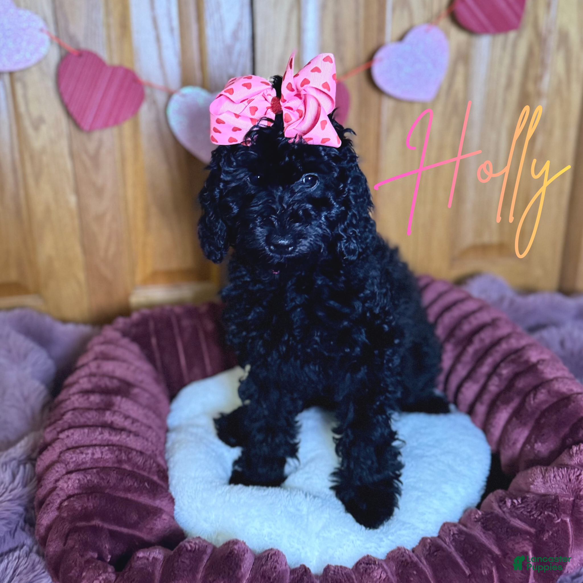 Mini Goldendoodle dogs Mini Goldendoodle Puppy 3 - Ad 14