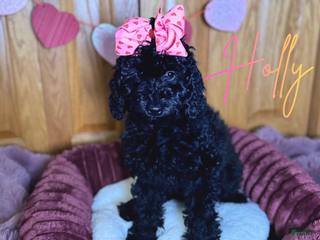 Mini Goldendoodle dogs Mini Goldendoodle Puppy 3 - Ad 14