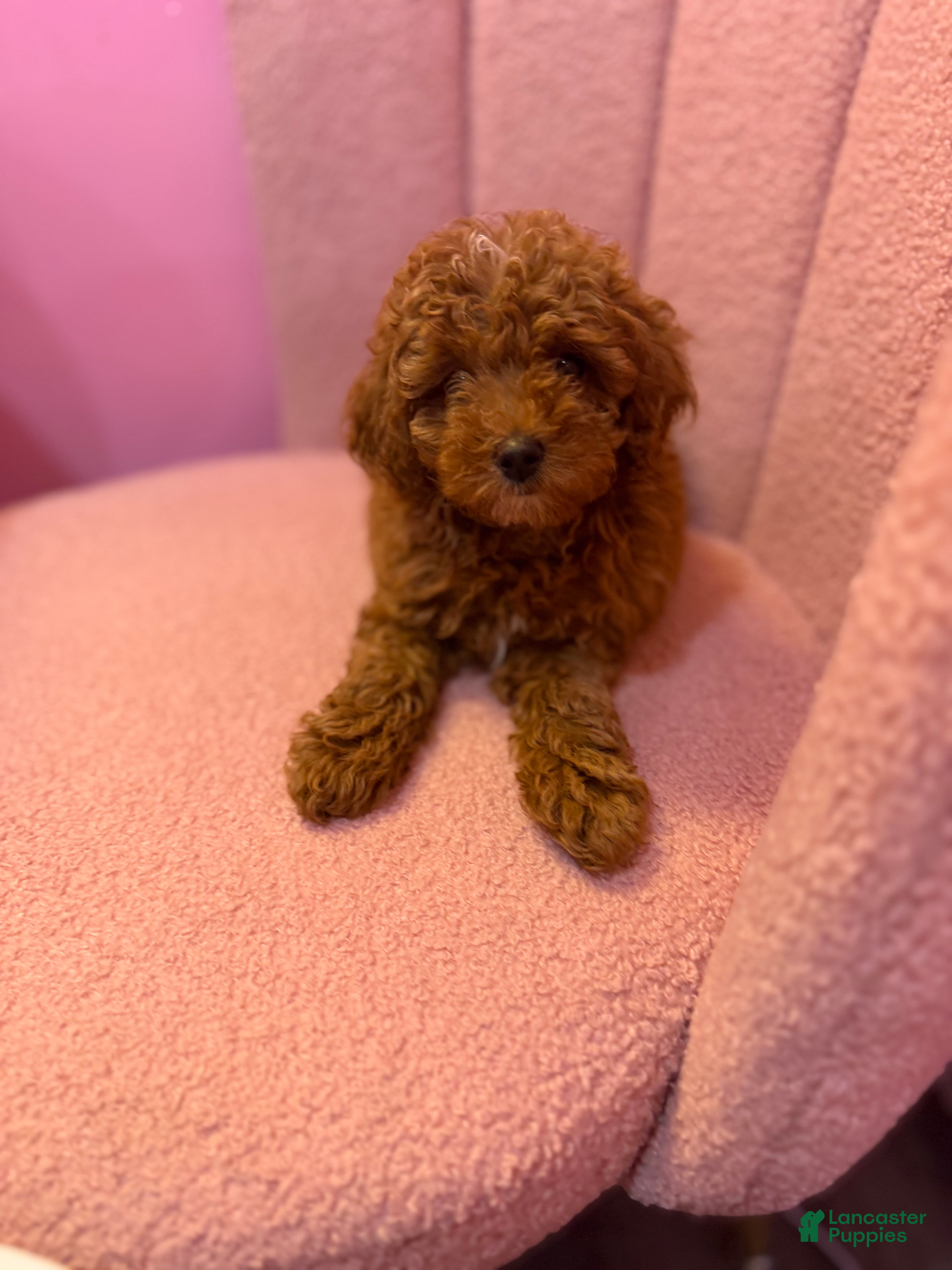 Toy Poodle dogs Toy Poodle 1 - Ad 2