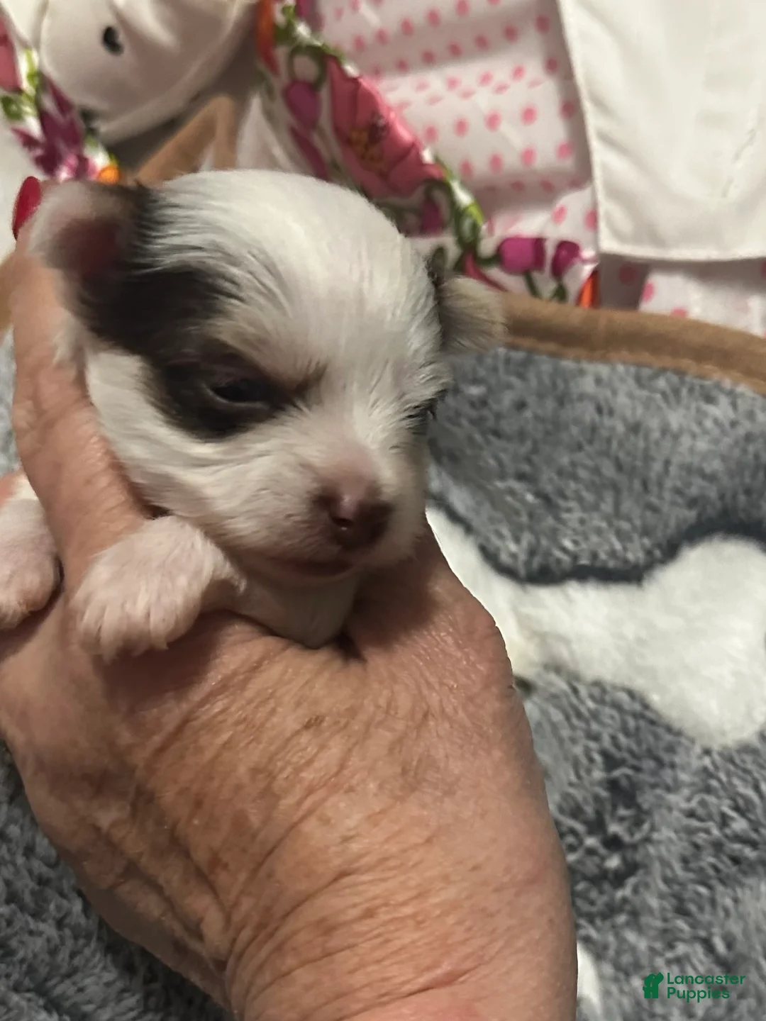 Yorkshire Terrier dogs for sale: AKC Woody - Ad 2