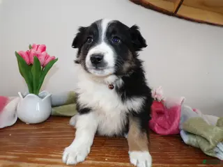 Mini Aussiedoodle dogs Mini Aussiedoodle Puppy 8 Tommy Lee - Ad 31