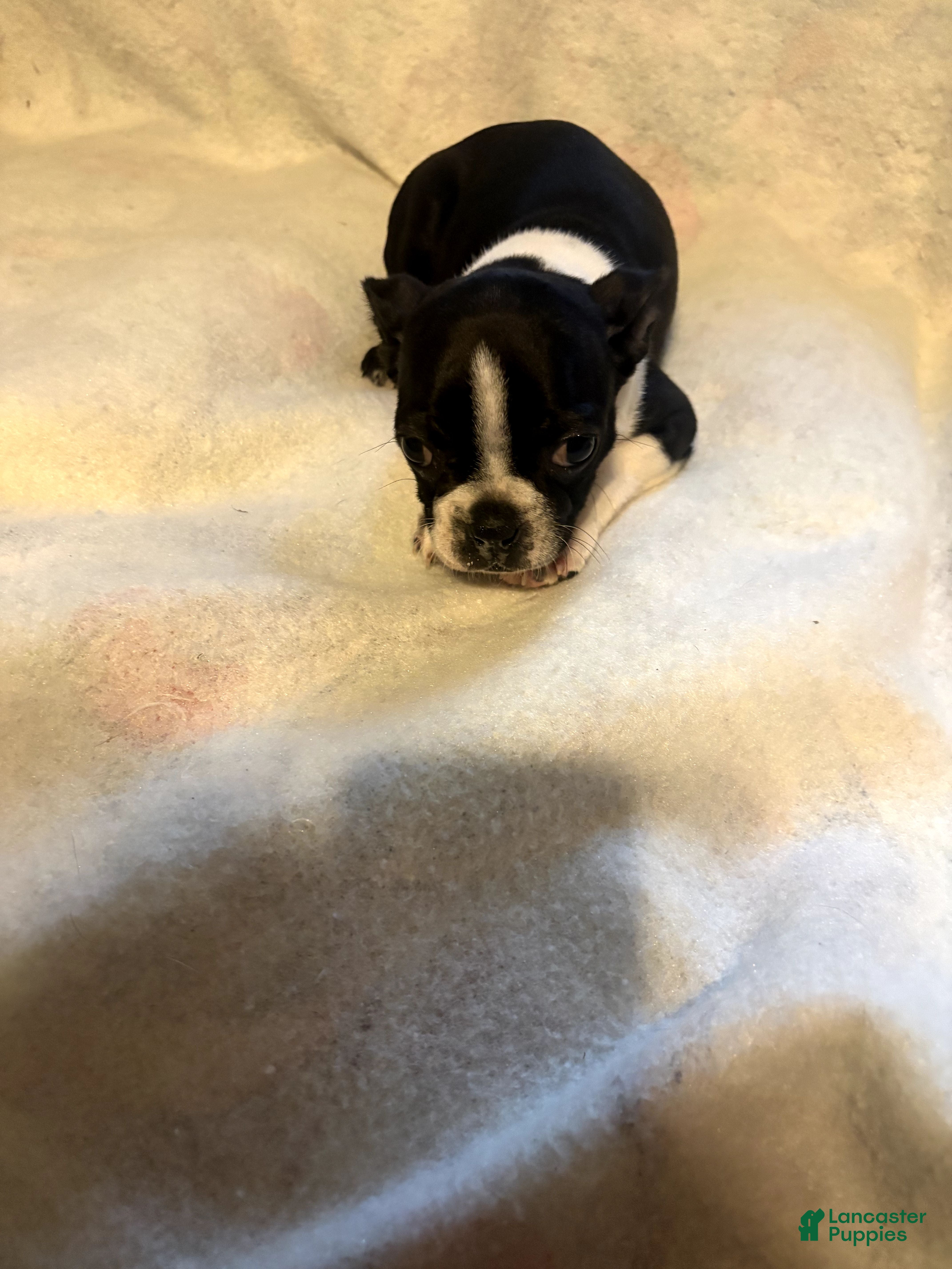 Boston Terrier dogs Molly - Ad 1