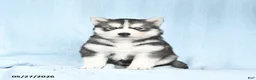 Gerberian Shepsky dogs for sale: Flurry - Ad 4