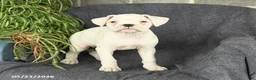 Boxer dogs for sale: Flora   - Ad 1