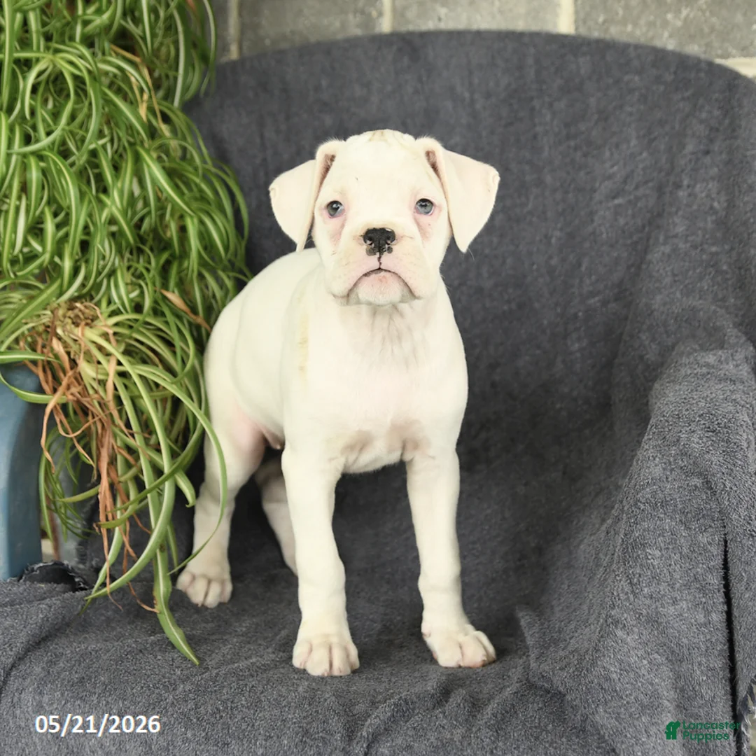 Boxer dogs for sale: Flora   - Ad 1