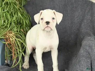Boxer dogs for sale: Flora - Ad 2