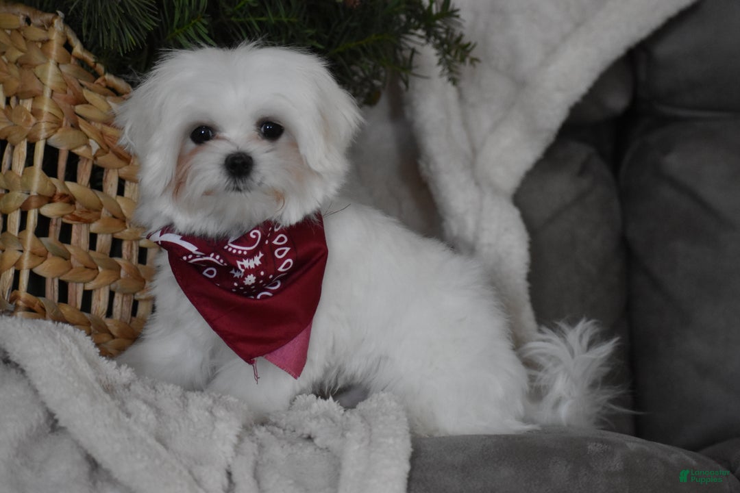 Maltese dogs for sale: Toby - Ad 5