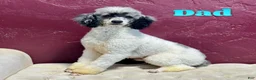 Mini Bernedoodle dogs for sale: Maxine - Ad 10