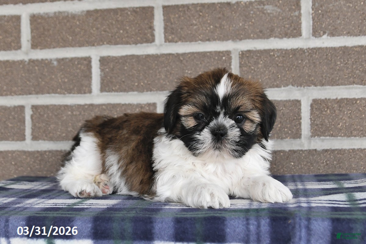 Shih Tzu dogs Violet - Ad 1