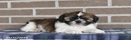 Shih Tzu dogs for sale: Violet - Ad 1
