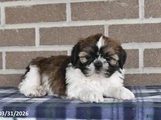 Shih Tzu dogs for sale: Violet - Ad 1
