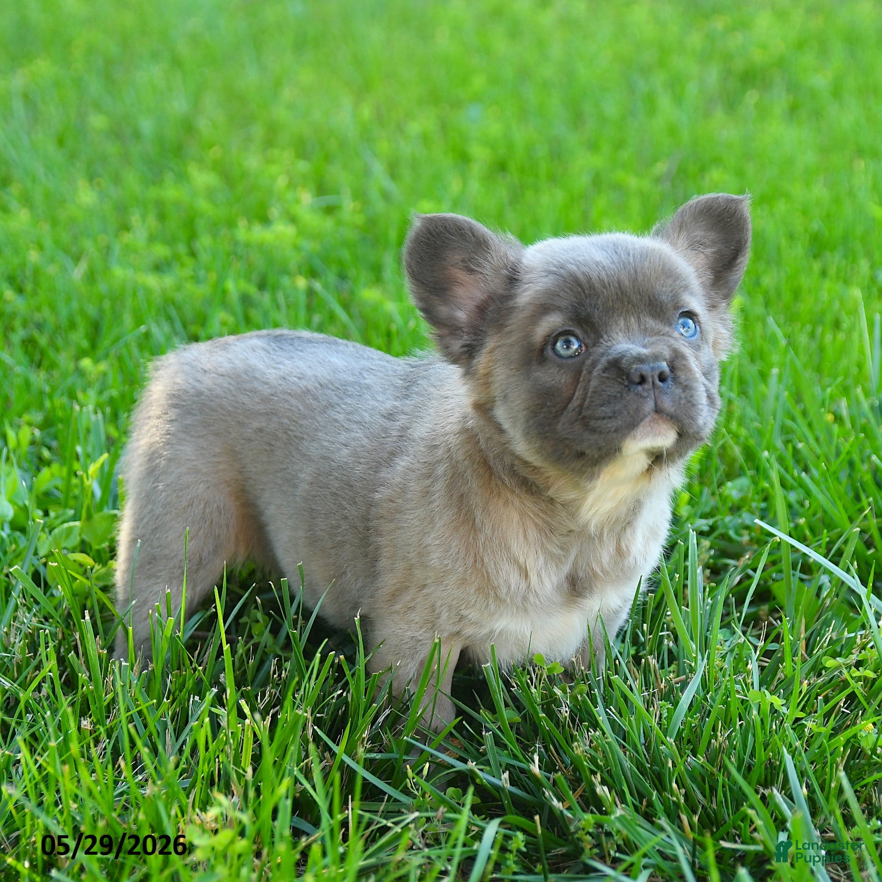 French Bulldog dogs Gretel - Ad 2