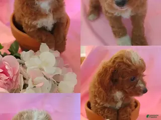 Miniature Poodle dogs Carly - Ad 1