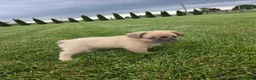 French Bulldog dogs for sale: Nancy - Ad 5
