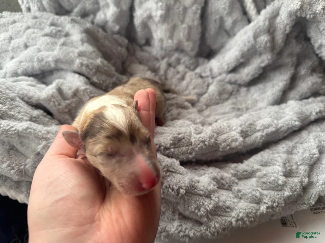 Collie dogs for sale: Denim  - Ad 5