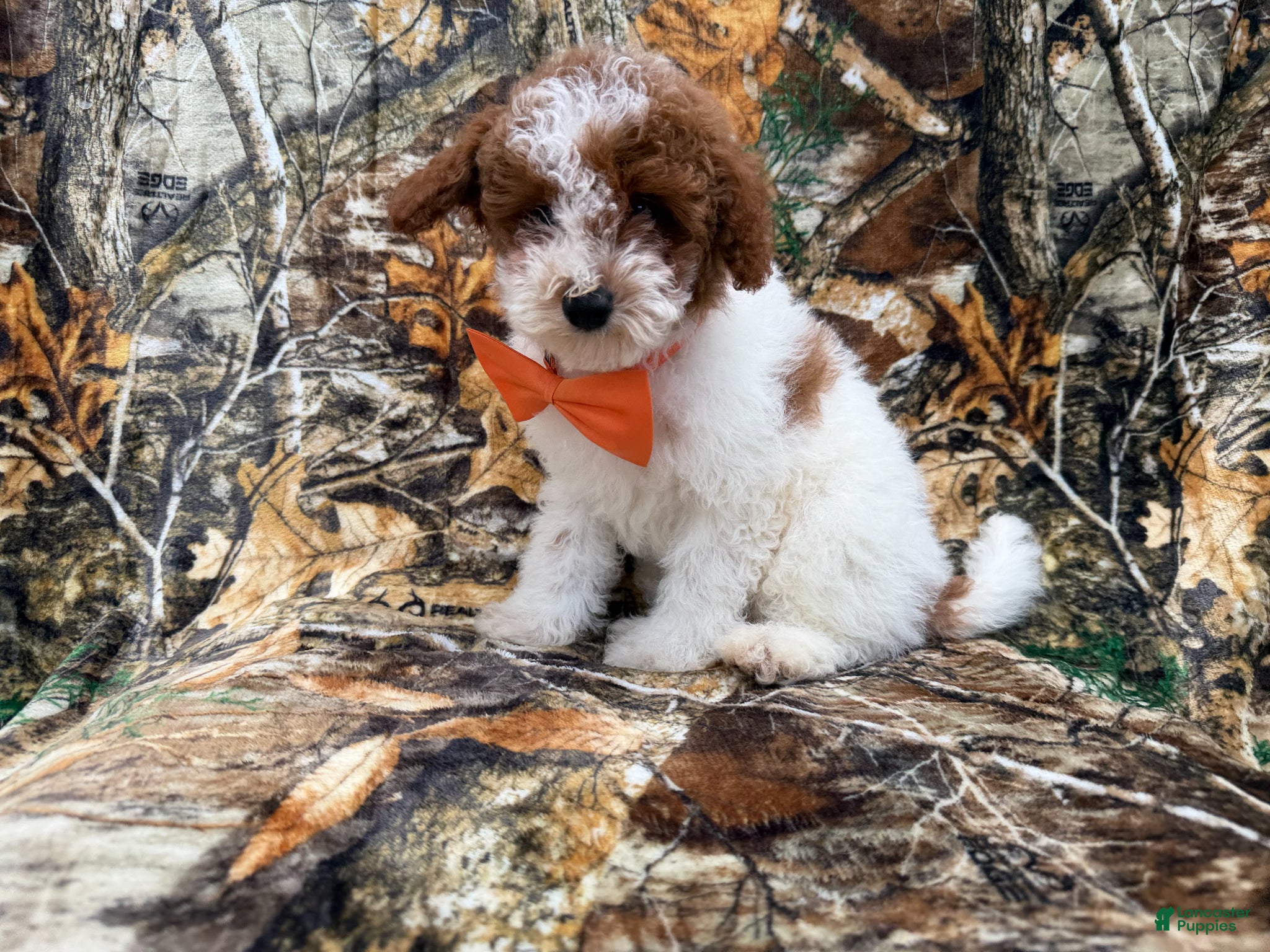 Miniature Poodle dogs Chip - Ad 9