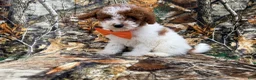 Miniature Poodle dogs for sale: Chip - Ad 1