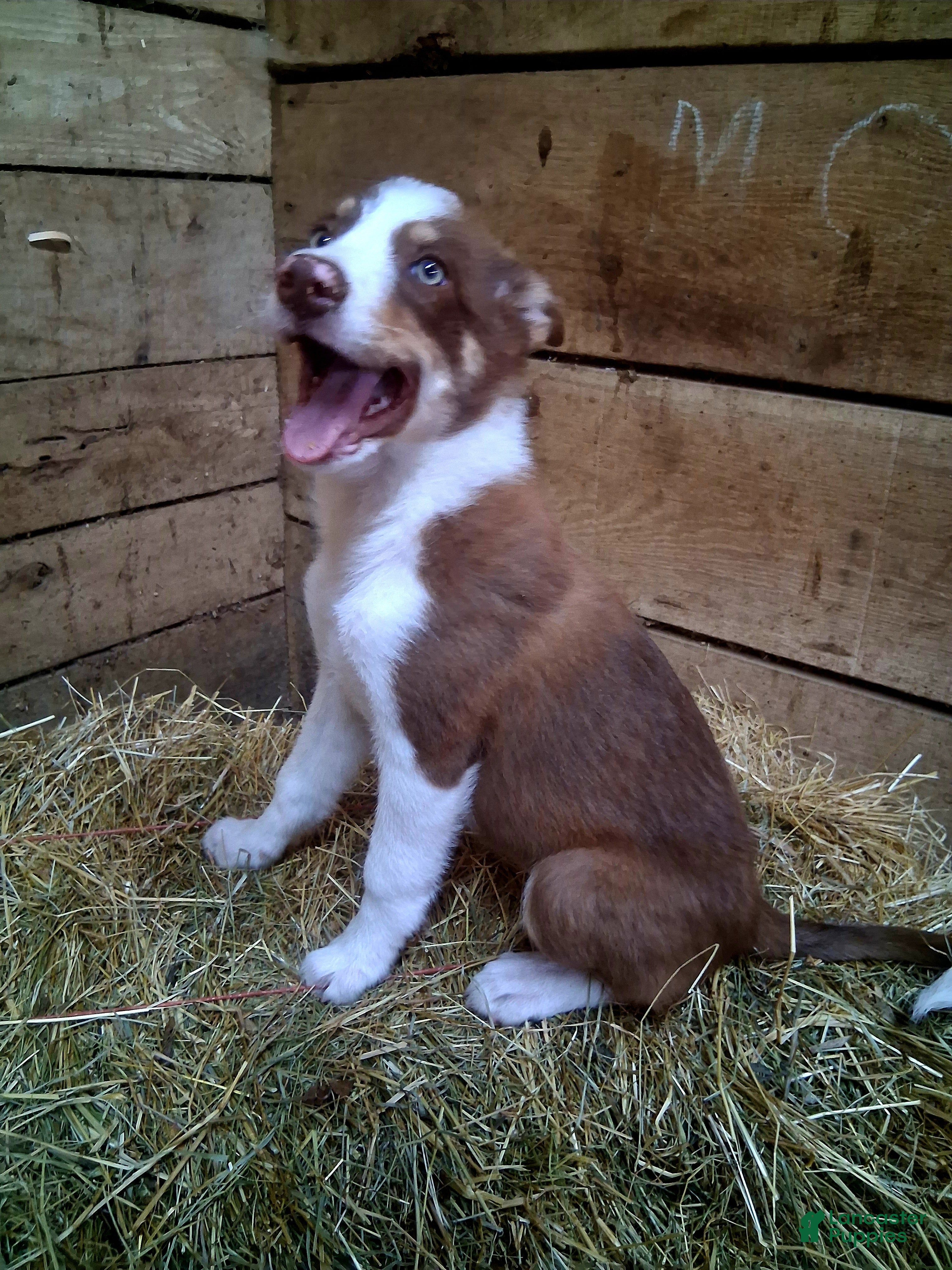 Border Collie dogs Border Collie 3 - Ad 2