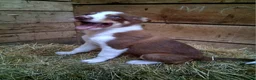 Border Collie dogs for sale: Border Collie 3 - Ad 2